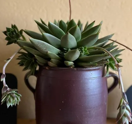 Kleines Zuhause Magdeburg